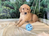 Cassie, a female Golden Retriever for sale in Fenwick, MI – 3 of 7