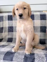 Destiny, a female Golden Retriever for sale in Fenwick, MI – 8 of 8