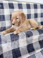 Dixie, a female Golden Retriever for sale in Fenwick, MI – 4 of 8