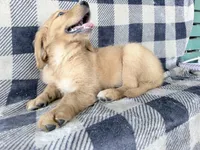 Donna, a female Golden Retriever for sale in Fenwick, MI – 6 of 8