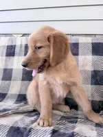 Daisy, a female Golden Retriever for sale in Fenwick, MI – 2 of 8