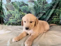 Cade, a male Golden Retriever for sale in Fenwick, MI – 7 of 8