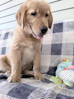 Duke, a male Golden Retriever for sale in Fenwick, MI – 5 of 8