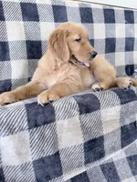 Dixie, a female Golden Retriever for sale in Fenwick, MI – 7 of 8