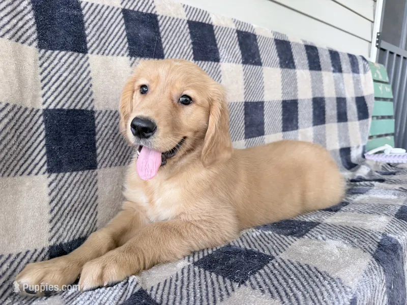 Donna – Golden Retriever puppy for sale in Fenwick, MI