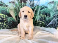 Carmen, a female Golden Retriever for sale in Fenwick, MI – 3 of 8