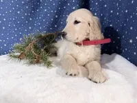 Star, a female Golden Retriever for sale in Fenwick, MI – Photo 4 of 10