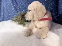 Star, a female Golden Retriever for sale in Fenwick, MI – Photo 5 of 10