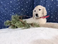 Star, a female Golden Retriever for sale in Fenwick, MI – Photo 7 of 10