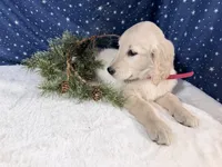 Star, a female Golden Retriever for sale in Fenwick, MI – Photo 8 of 10