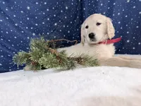 Star, a female Golden Retriever for sale in Fenwick, MI – Photo 6 of 10