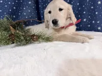 Star, a female Golden Retriever for sale in Fenwick, MI – Photo 1 of 10