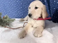 Star, a female Golden Retriever for sale in Fenwick, MI – Photo 3 of 10