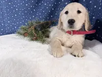 Star, a female Golden Retriever for sale in Fenwick, MI – Photo 2 of 10