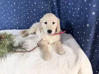 Star, a female Golden Retriever for sale in Fenwick, MI – Photo 9 of 10