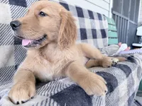 Dixie, a female Golden Retriever for sale in Fenwick, MI – 2 of 8