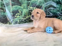 Cederick, a male Golden Retriever for sale in Fenwick, MI – 3 of 8