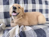 Darla, a female Golden Retriever for sale in Fenwick, MI – 6 of 8