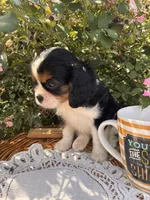 Octavius, a male Cavalier King Charles Spaniel for sale in Fenwick, MI – Photo 7 of 8