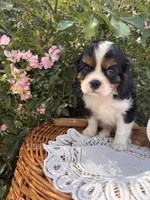 Octavius, a male Cavalier King Charles Spaniel for sale in Fenwick, MI – Photo 1 of 8