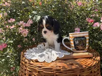 Octavius, a male Cavalier King Charles Spaniel for sale in Fenwick, MI – Photo 8 of 8