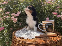 Octavius, a male Cavalier King Charles Spaniel for sale in Fenwick, MI – Photo 5 of 8