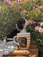 Octavius, a male Cavalier King Charles Spaniel for sale in Fenwick, MI – Photo 3 of 8