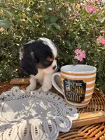 Octavius, a male Cavalier King Charles Spaniel for sale in Fenwick, MI – Photo 2 of 8