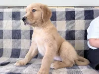 Destiny, a female Golden Retriever for sale in Fenwick, MI – 7 of 8