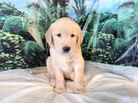 Carmen, a female Golden Retriever for sale in Fenwick, MI – 4 of 8