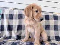 Doug , a male Golden Retriever for sale in Fenwick, MI – 3 of 8