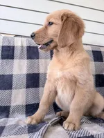 Daisy, a female Golden Retriever for sale in Fenwick, MI – 7 of 8