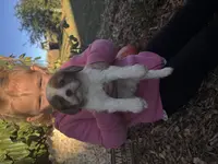 Quincy, a female Cavalier King Charles Spaniel for sale in Fenwick, MI – Photo 7 of 8