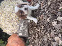 Quincy, a female Cavalier King Charles Spaniel for sale in Fenwick, MI – Photo 8 of 8