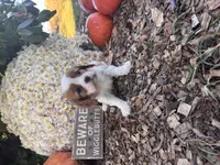 Quincy, a female Cavalier King Charles Spaniel for sale in Fenwick, MI – Photo 6 of 8