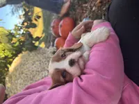 Quincy, a female Cavalier King Charles Spaniel for sale in Fenwick, MI – Photo 3 of 8