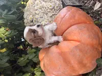 Quincy, a female Cavalier King Charles Spaniel for sale in Fenwick, MI – Photo 1 of 8