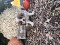 Quincy, a female Cavalier King Charles Spaniel for sale in Fenwick, MI – Photo 4 of 8