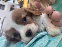 Quincy, a female Cavalier King Charles Spaniel for sale in Fenwick, MI – Photo 2 of 8