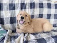 Darla, a female Golden Retriever for sale in Fenwick, MI – 8 of 8
