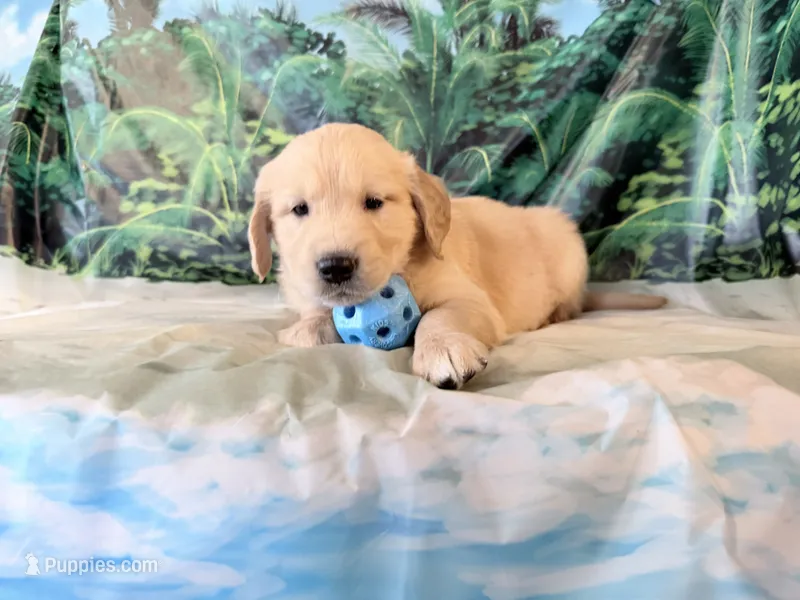 Cade – Golden Retriever puppy for sale in Fenwick, MI