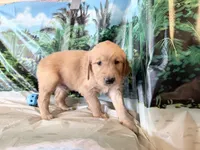 Cylar, a male Golden Retriever for sale in Fenwick, MI – 1 of 8