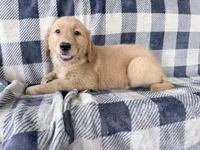 Darla, a female Golden Retriever for sale in Fenwick, MI – 3 of 8