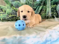 Cade, a male Golden Retriever for sale in Fenwick, MI – 3 of 8