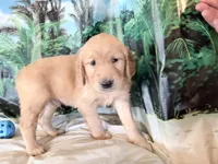 Cylar, a male Golden Retriever for sale in Fenwick, MI – 4 of 8