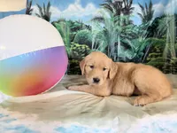 Chip, a male Golden Retriever for sale in Fenwick, MI – 4 of 7