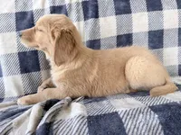 Darla, a female Golden Retriever for sale in Fenwick, MI – 2 of 8