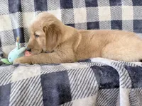 Duke, a male Golden Retriever for sale in Fenwick, MI – 2 of 8