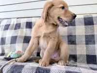 Doug , a male Golden Retriever for sale in Fenwick, MI – 7 of 8
