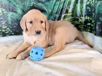Cassie, a female Golden Retriever for sale in Fenwick, MI – 4 of 7